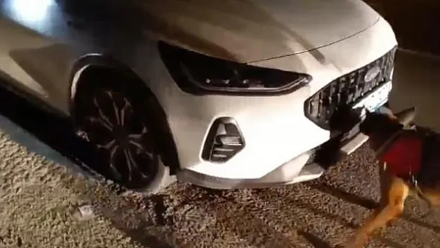 Narkotik Köpek Timi iş başında