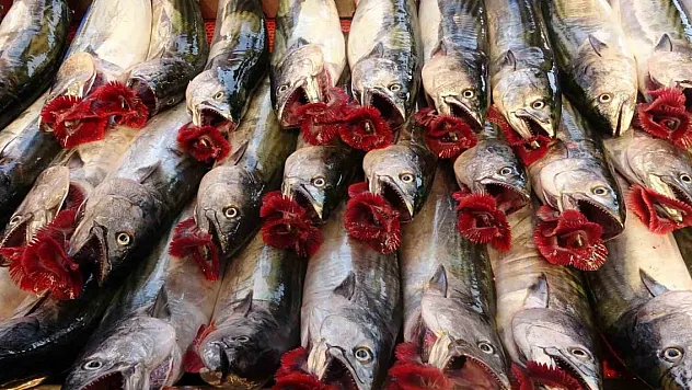 Hamsi tezgahta yenildiği palamudu ihracatta solladı