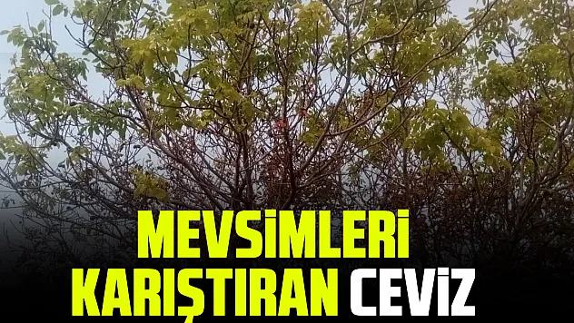 MEVSİMLERİ KARIŞTIRAN CEVİZ