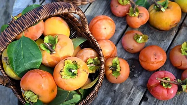 'Trabzon hurması'nda hasat dönemi