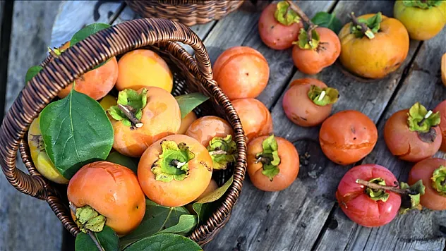 'Trabzon hurması'nda hasat dönemi başladı