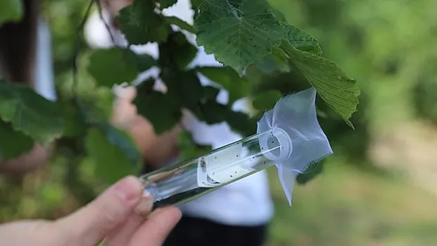 207 bin 'samuray arısı' salımı yapıldı