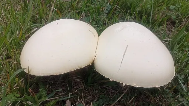 Büyüklüğü ile dikkat çekiyor