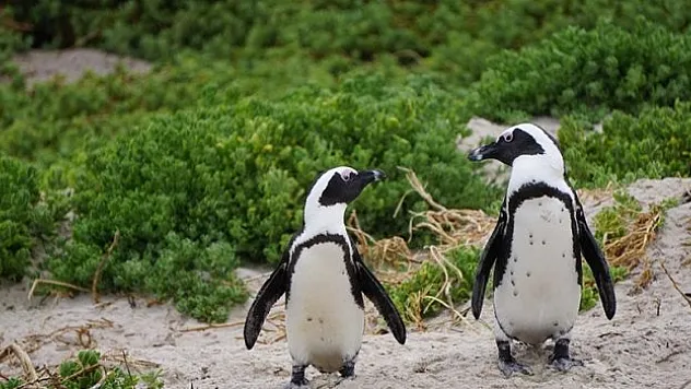 Penguenlerin neslini tehdit ediyor