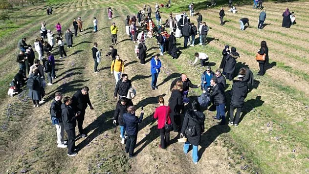 Safran hasadı yapıldı