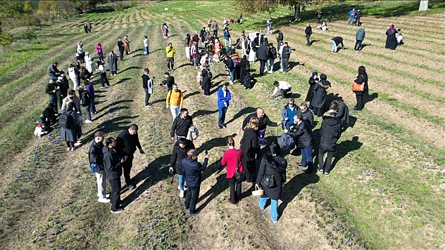 Safran hasadı yapıldı