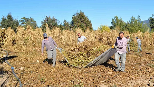 Çandır fasulyesinin hasat zamanı geldi