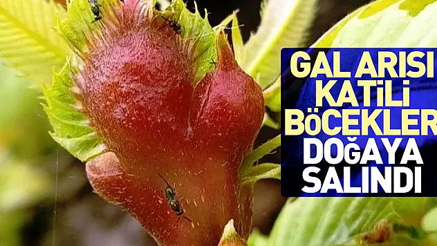 Gal arısı katili böcekler doğaya salındı