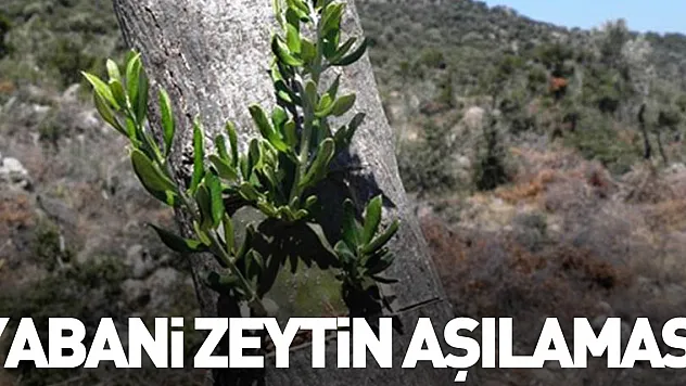 Yabani zeytin aşılaması