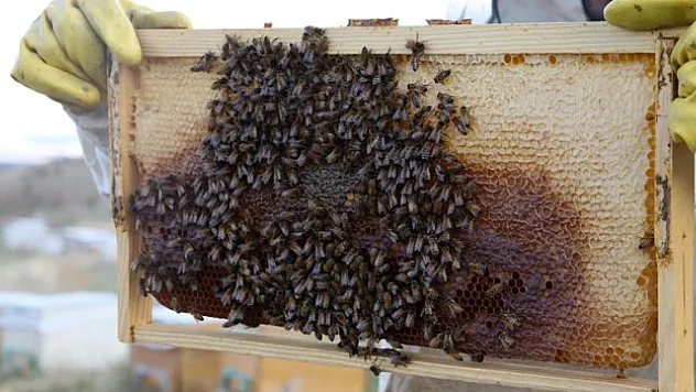 20 ülkeye gönderiliyor