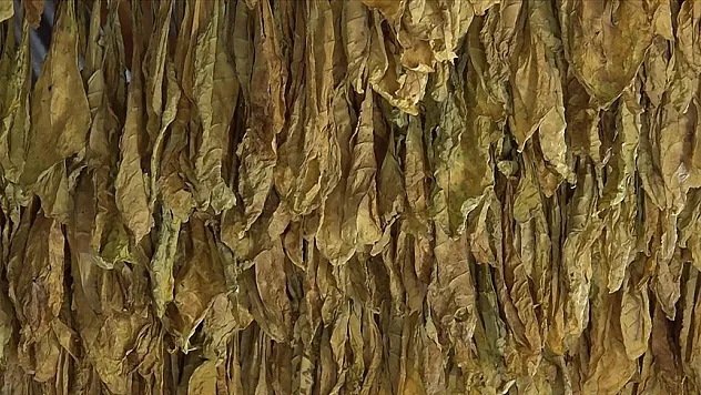 Tütünde hedef: 60 bin ton ihracat