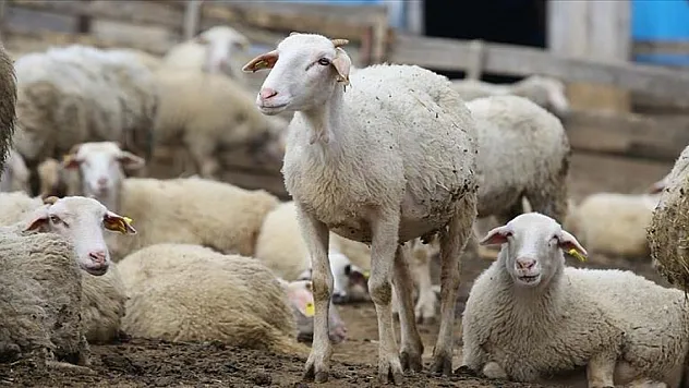 Başvuru ve ödemelerde kolaylık sağlanacak