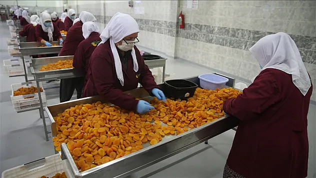 Kuru kayısı ihracatı arttı