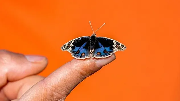 Türkiye'nin en güzel kelebeklerinden biri