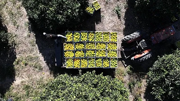 Kuraklık, verim kaybına neden oldu