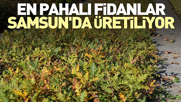 En pahalı fidanlar Samsun'da