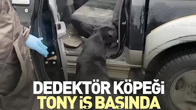 Dedektör köpeği Tony iş başında