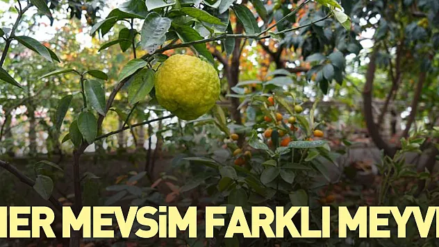 Her mevsim farklı meyve