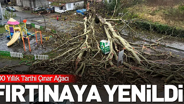 700 Yıllık Tarihi Çınar, Fırtınaya Yenildi!