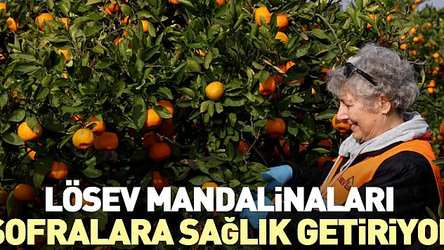 Lösev Mandalinaları, sofralara sağlık getiriyor