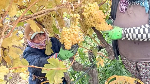 Hasat kışın da devam edecek