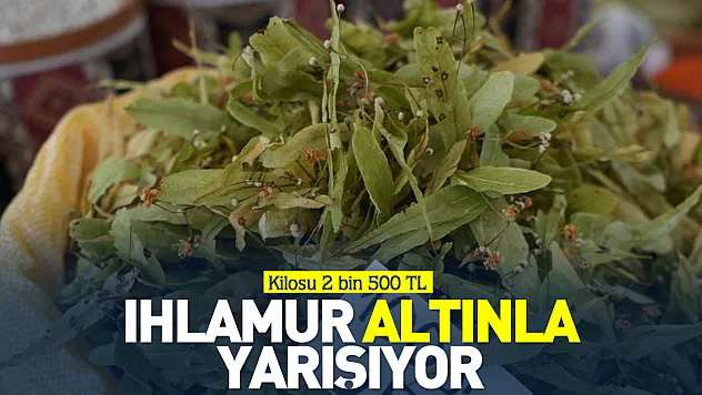 Fiyatlar yüksek olsa da ıhlamura ilgi azalmadı