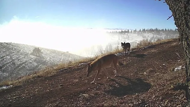 Yaban hayvanları foto kapana yakalandı