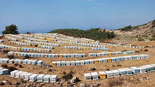 Sökeli arıcılara 6 milyon TL destek verilecek
