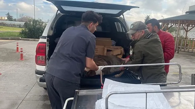 Karaca tedavi altına alındı