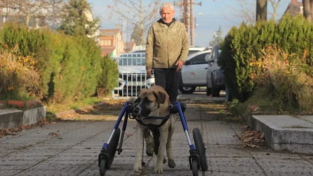 Köpeğinin tekrar yürümesini sağladı