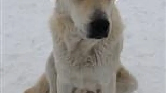 Akdağ Kayak Merkezi'nin maskotu 'KRAL'