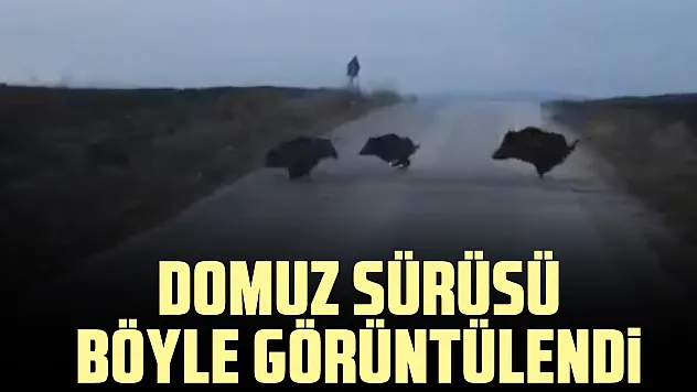 domuz sürüsü böyle görüntülendi