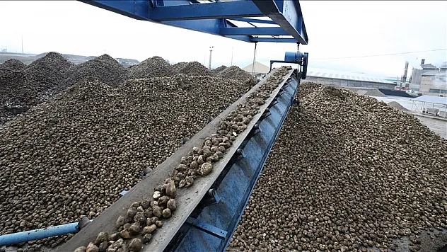 Şeker pancarı alımında 'rekor'a ulaşıldı