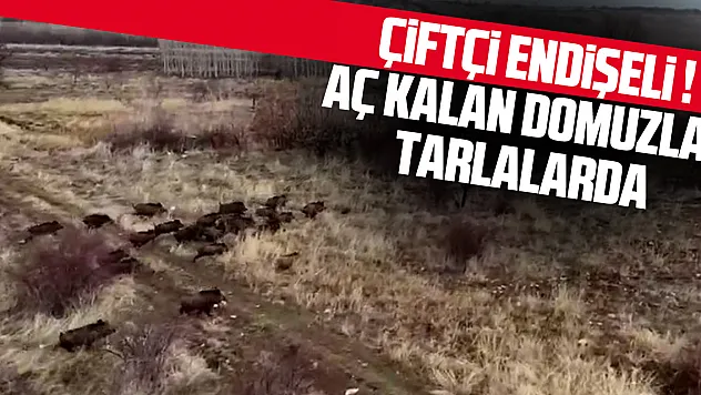 ÇİFTÇİ ENDİŞELİ ! AÇ KALAN DOMUZLAR TARLALARDA