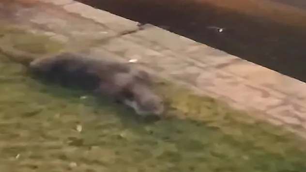 Su samuru görenleri tedirgin etti