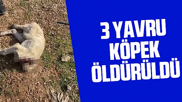 3 yavru köpek öldürüldü