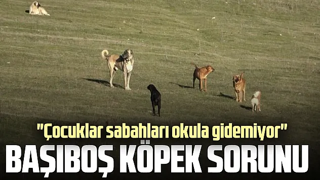 BAŞIBOŞ KÖPEK SORUNU 'Çocuklar sabahları okula gidemiyor'