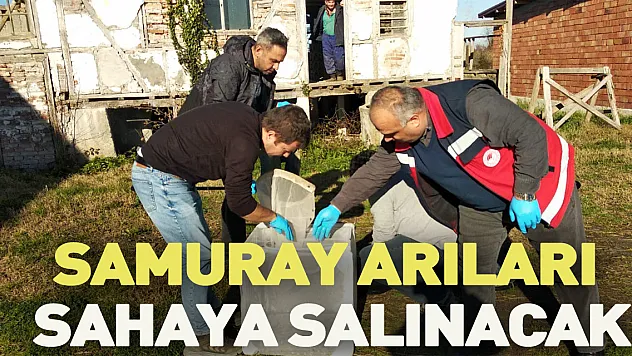 Samuray arıları sahaya salınacak