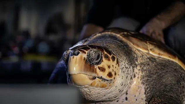 Caretta caretta mavi sularla buluşacağı günü bekliyor