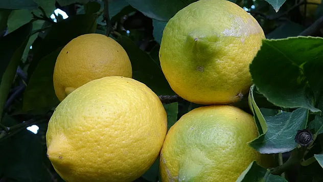 Limonda yoğun hasat dönemi: Fiyatı 6-7 TL'ye kadar düştü