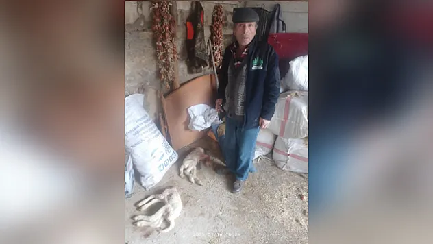 Sokak köpekleri 2 kuzuyu parçaladı