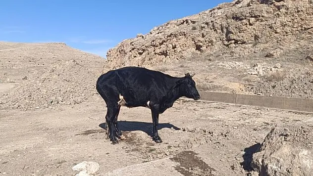 Mardin'de sulama kanalına düşen inek itfaiye ekipleri tarafından kurtarıldı