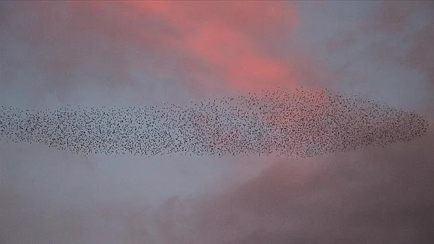 Sığırcıkların dansı ilgi çekti