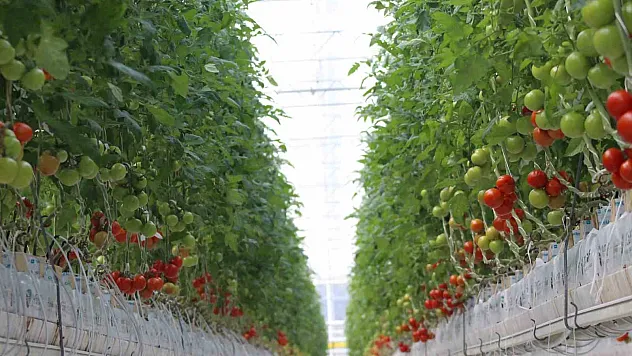 Aydın'da 1 yılda 146 bin ton domates üretildi