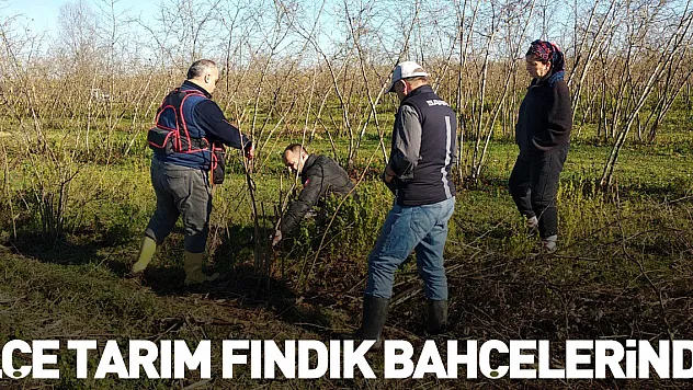 İlçe Tarım Fındık Bahçelerinde