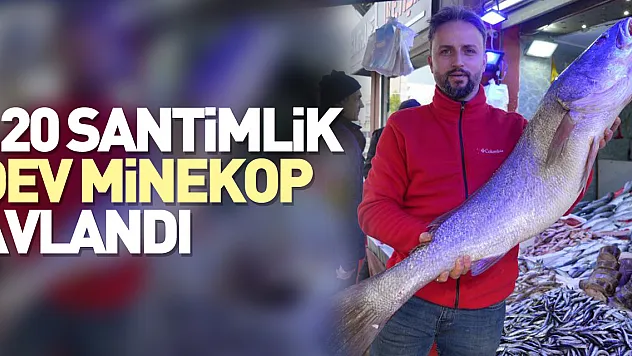 120 santimlik dev minekop avlandı