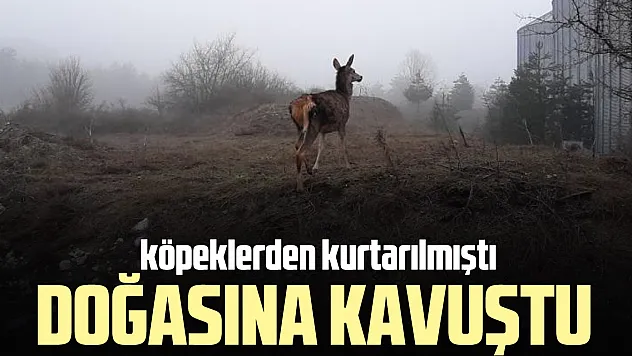 Doğasına kavuştu
