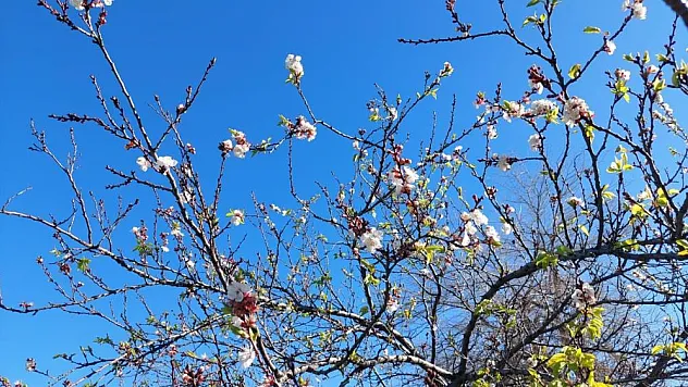 Manisa'da meyve ağaçları kış ortasında çiçek açtı