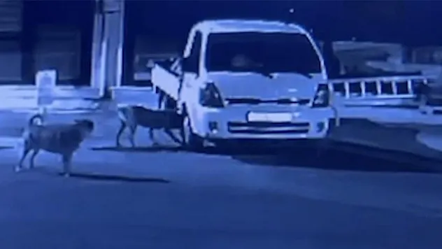 Sokak köpekleri kamyoneti parçaladı