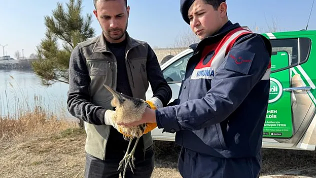 Muş'ta Balaban Kuşu